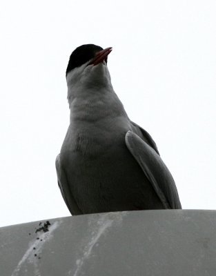 BIRD - TERN - ARCTIC TERN - SVALBARD (6).jpg