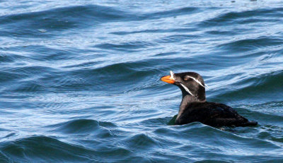 BIRD - AUKLET - RHINOCEROS AUKLET - SAN JUAN ISLANDS (5).jpg