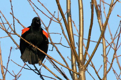 BIRD - BLACKBIRD - RED-WINGED BLACKBIRD - DANADA PRESERVE ILLINOIS (2).JPG