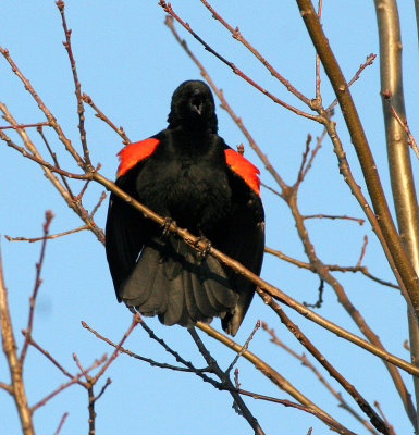 BIRD - BLACKBIRD - RED-WINGED BLACKBIRD - DANADA PRESERVE ILLINOIS (5).JPG