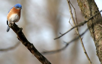 BIRD - BLUEBIRD - EASTERN BLUE BIRD - LINCOLN MARSH ILL (17).JPG