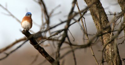 BIRD - BLUEBIRD - EASTERN BLUE BIRD - LINCOLN MARSH ILL (6).JPG