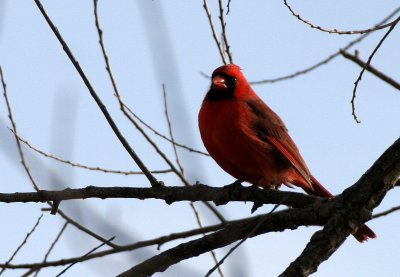 BIRD - CARDINAL - NORTHERN CARDINAL - NORTHERN CARDINAL - LINCOLN MARSH ILLINOIS (3).JPG