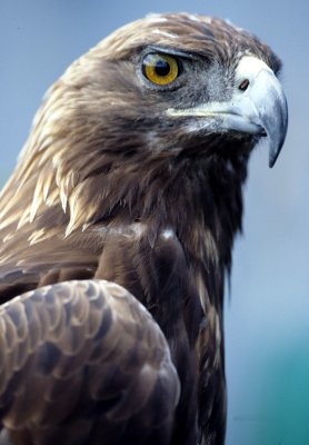 BIRD - EAGLE - GOLDEN - OP N.jpg