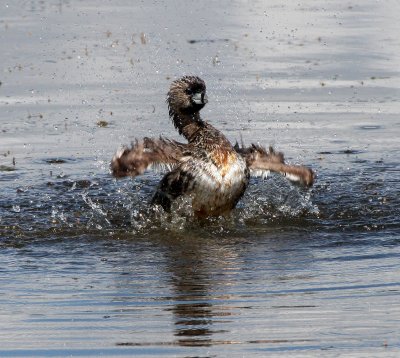 BIRD - GREBE - PIED-BILLED GREBE - RIDGEFIELD NWR WA (34).JPG