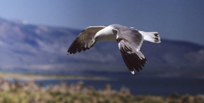 BIRD - GULL - CALIFORNIA - MONO LAKE C.jpg