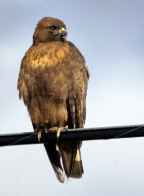 BIRD - HAWK - RED-TAILED - KLAMMATH BASIN CALIFORNIA.jpg