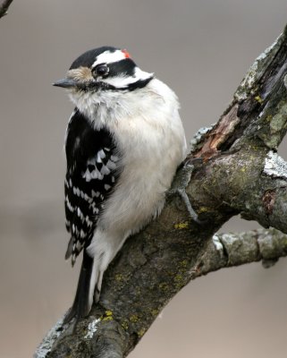 BIRD - WOODPECKER - DOWNY WOODPECKER - LINCOLN MARSH ILLINOIS (28).JPG