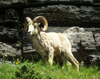 BOVID - BIGHORN SHEEP - GLACIER NP MONTANA B.jpg