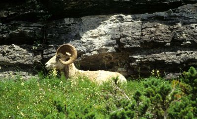 BOVID - BIGHORN SHEEP - GLACIER NP MONTANA E.jpg