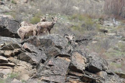 BOVID - BIGHORN SHEEP - ROCKY MOUNTAIN BIGHORN SHEEP - SWAKANE CANYON WASHINGTON (19).jpg