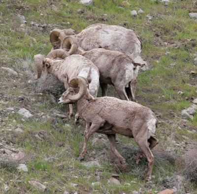 BOVID - BIGHORN SHEEP - ROCKY MOUNTAIN BIGHORN SHEEP - SWAKANE CANYON WASHINGTON (35).jpg