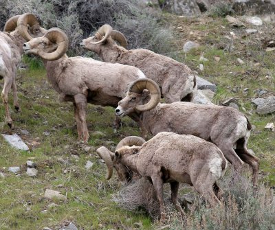 BOVID - BIGHORN SHEEP - ROCKY MOUNTAIN BIGHORN SHEEP - SWAKANE CANYON WASHINGTON (42).jpg
