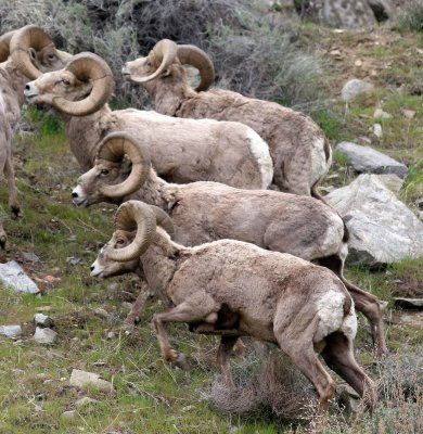 BOVID - BIGHORN SHEEP - ROCKY MOUNTAIN BIGHORN SHEEP - SWAKANE CANYON WASHINGTON (43).jpg