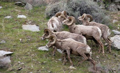 BOVID - BIGHORN SHEEP - ROCKY MOUNTAIN BIGHORN SHEEP - SWAKANE CANYON WASHINGTON (44).jpg