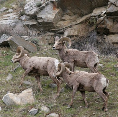 BOVID - BIGHORN SHEEP - ROCKY MOUNTAIN BIGHORN SHEEP - SWAKANE CANYON WASHINGTON (51).jpg
