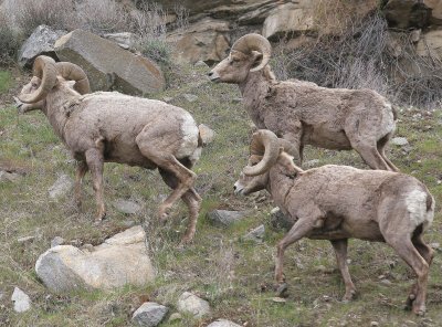 BOVID - BIGHORN SHEEP - ROCKY MOUNTAIN BIGHORN SHEEP - SWAKANE CANYON WASHINGTON (52).jpg