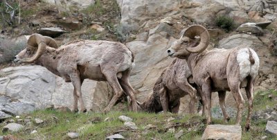 BOVID - BIGHORN SHEEP - ROCKY MOUNTAIN BIGHORN SHEEP - SWAKANE CANYON WASHINGTON (65).jpg