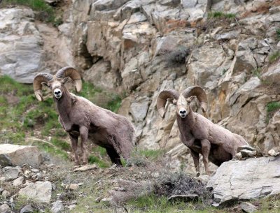 BOVID - BIGHORN SHEEP - ROCKY MOUNTAIN BIGHORN SHEEP - SWAKANE CANYON WASHINGTON (83).jpg