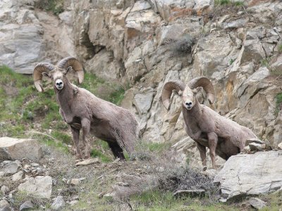 BOVID - BIGHORN SHEEP - ROCKY MOUNTAIN BIGHORN SHEEP - SWAKANE CANYON WASHINGTON (84).jpg