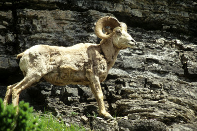 BOVID - BIGHORN SHEEP - ROCKY MOUNTIAN - GLACIER NP.jpg