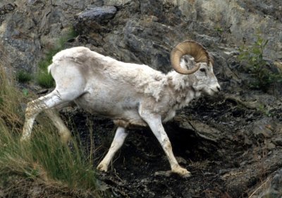 BOVID - DALL SHEEP - ALASKA B.jpg