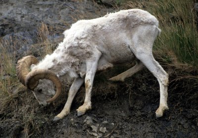 BOVID - DALL SHEEP - ALASKA C.jpg