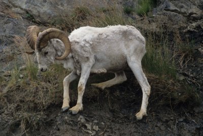 BOVID - DALLS SHEEP - KENAI PENINSULA (3).jpg