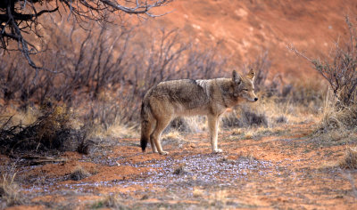CANID - COYOTE - ARCHES NP.jpg