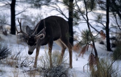 CERVID - DEER - BLACK-TAILED - GRAND CANYON A.jpg
