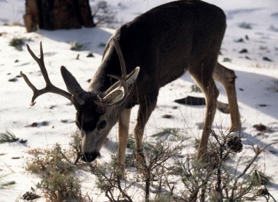 CERVID - DEER - BLACK-TAILED - GRAND CANYON NP A (2).jpg