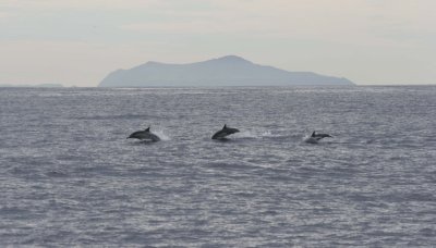 CETACEAN - Common Dolphin - SANTA BARBARA CHANNEL - CHANNEL ISLANDS NP (7).jpg