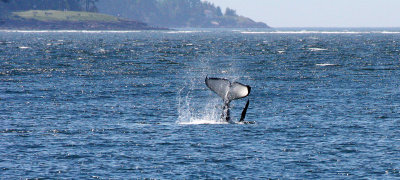 CETACEAN - ORCA - ROSARIO STRAIT - SAN JUAN ISLANDS (202).JPG