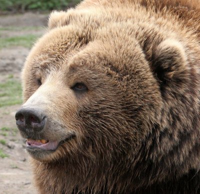 URSID - GRIZZLY - DUNGENESS GAME FARM A.jpg