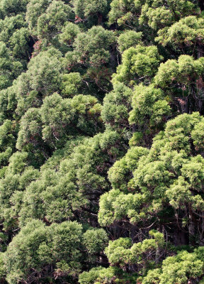 CUPRESSACEAE - CRYPTOMERIA JAPONICA - SUGI TREE - SHIMOKITA PENINSULA JAPAN - NATIONAL TREE OF JAPAN  (3).JPG