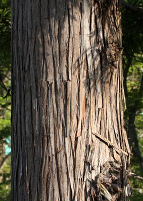 CUPRESSACEAE - CRYPTOMERIA JAPONICA - SUGI TREE - SHIMOKITA PENINSULA JAPAN - NATIONAL TREE OF JAPAN  (8).JPG