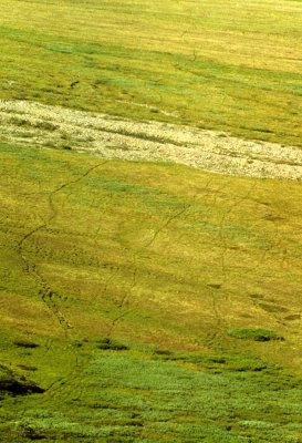 ALASKA - DENALI - CARIBOU TRAILS.jpg