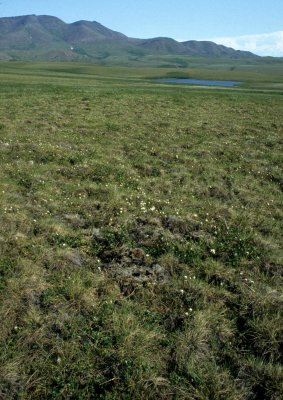 ALASKA - DENALI NP - TUNDRA BIOME (2).jpg