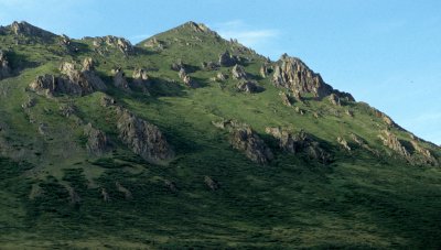 ALASKA - DENALI NP - TUNDRA BIOME (4).jpg