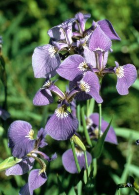 ALASKA - IRIS SETOSA - WILD IRIS (2).jpg