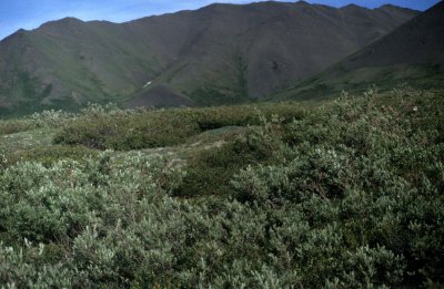 ALASKA - SALIX SPECIES - DENALI.jpg