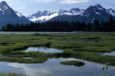 ALASKA - TETSLIN NWR - MIXED TAIGA - PICEA GLAUCA WHITE SPRUCE AND BLACK SPRUCE B.jpg