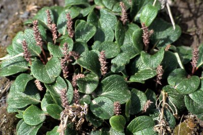 YUKON - SALIX ROTUNDIFOLIA - ROUND-LEAF WILLOW.jpg