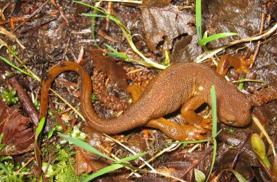 AMPHIBIAN - NEWT - ROUGH-SKINNED NEWT - WALLAPA NWR  (3).jpg