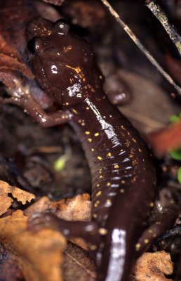 AMPHIBIAN - PACIFIC SALAMANDER - POINT REYES B (4).jpg