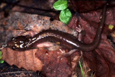 AMPHIBIAN - PACIFIC SALAMANDER - POINT REYES SAMUEL P TAYLOR SP.jpg