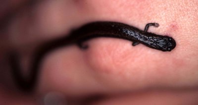 AMPHIBIANS - SLENDER SALAMANDER - POINT REYES.jpg