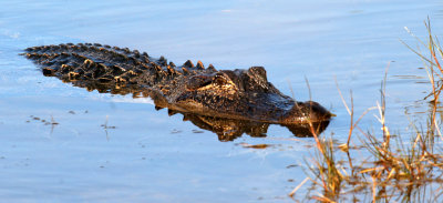 REPTILE - AMERICAN ALLIGATOR - ARANSAS TEX.jpg