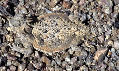 REPTILE - HORNED LIZARD - NEAR OWENS VALLEY AND DEATH VALLEY B.jpg