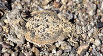 REPTILE - HORNED LIZARD - NEAR OWENS VALLEY AND DEATH VALLEY C.jpg